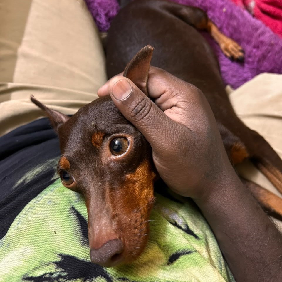 Puppies Moment